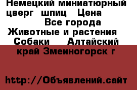 Немецкий миниатюрный(цверг) шпиц › Цена ­ 50 000 - Все города Животные и растения » Собаки   . Алтайский край,Змеиногорск г.